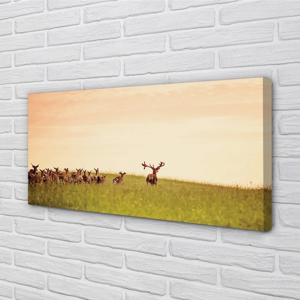 Quadro stampa su tela Herd Deer Field Sunrise 100x50 cm