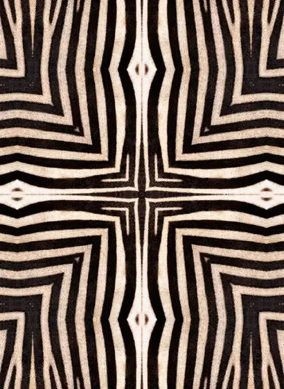Zebra Tapete Serengeti von MINDTHEGAP - WP20505