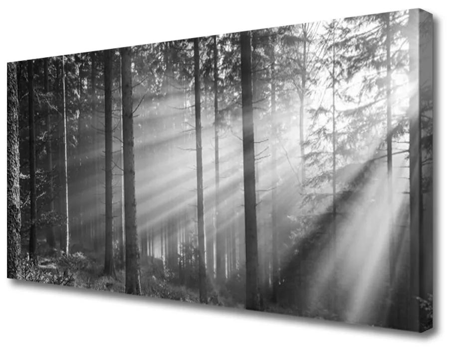 Quadro su tela Foresta naturale Raggi del sole 100x50 cm