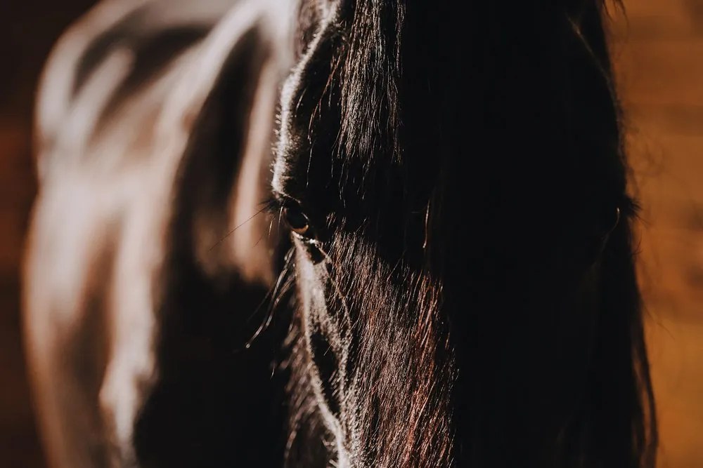 Stampa su tela – Cavallo maestoso