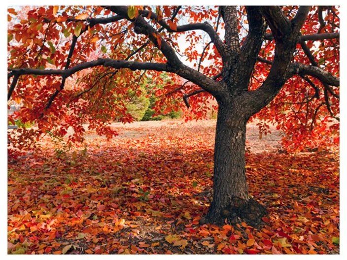 Fotomurale  Albero d'autunno  Colore Rosso, Dimensioni e Misure 200x154