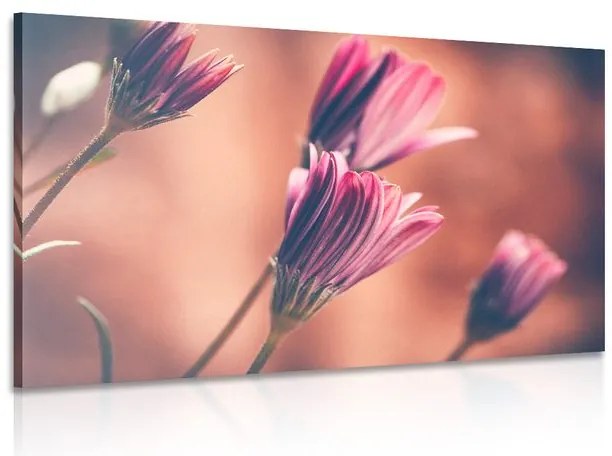 Quadro su tela – Margherite rosa delicate