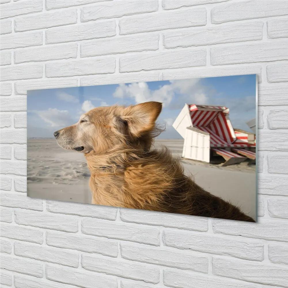 Quadro in vetro Spiaggia del cane marrone 100x50 cm