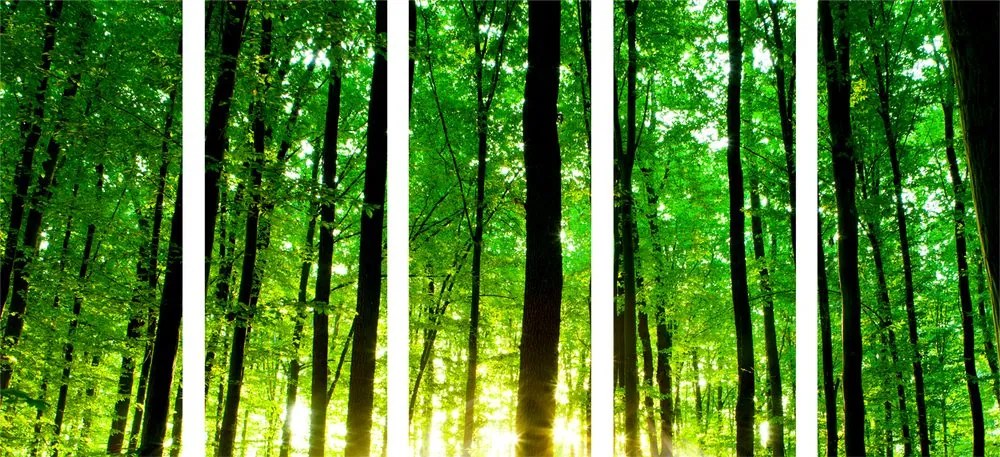 Quadri 5 pezzi – Foresta verde rigogliosa