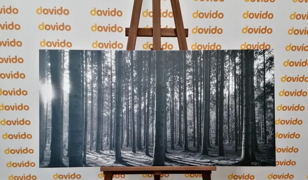 Quadro su tela – Mattina nella foresta in bianco e nero