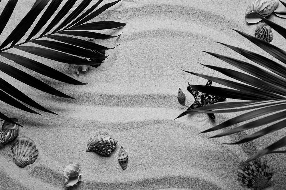 Carta da parati – Conchiglie in bianco e nero sotto una foglia di palma