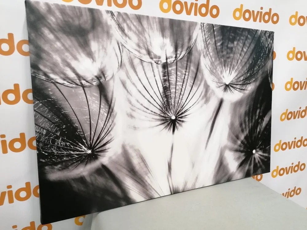 Quadro su tela – Soffione in bianco e nero