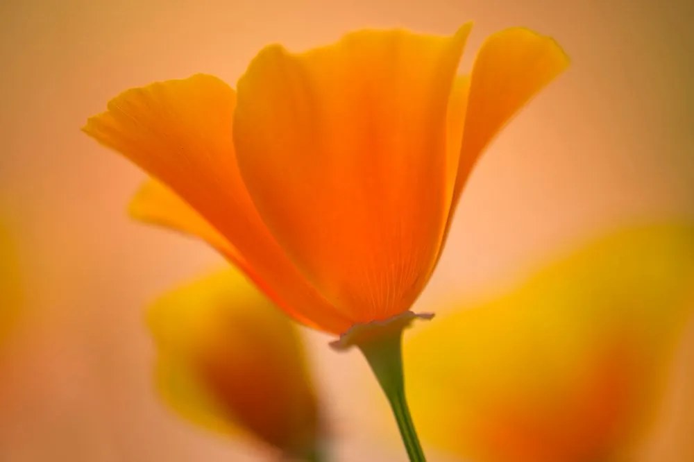 Carta da parati – Fiore meraviglioso