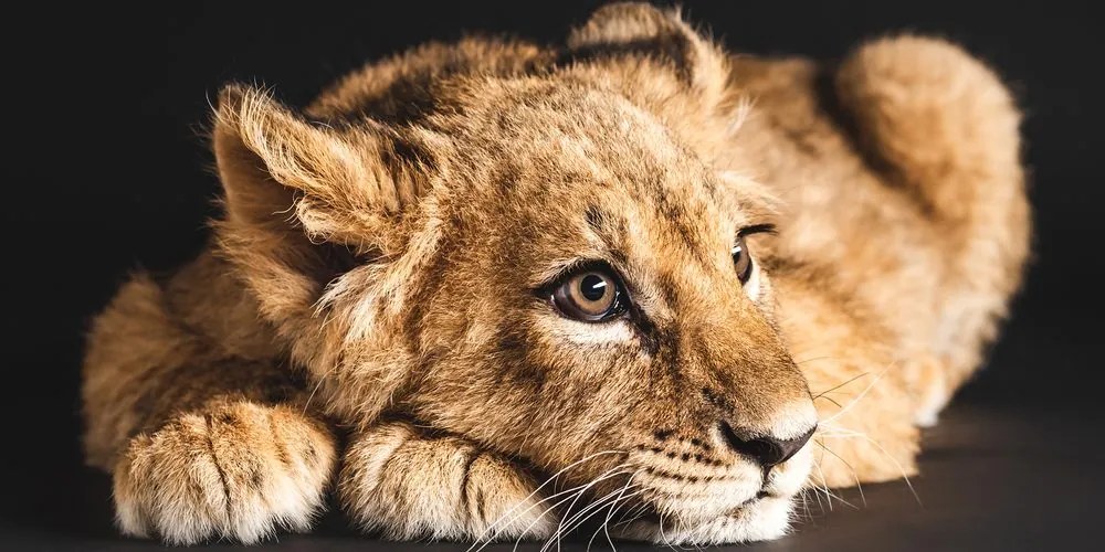 Quadro su tela – Cucciolo di leone