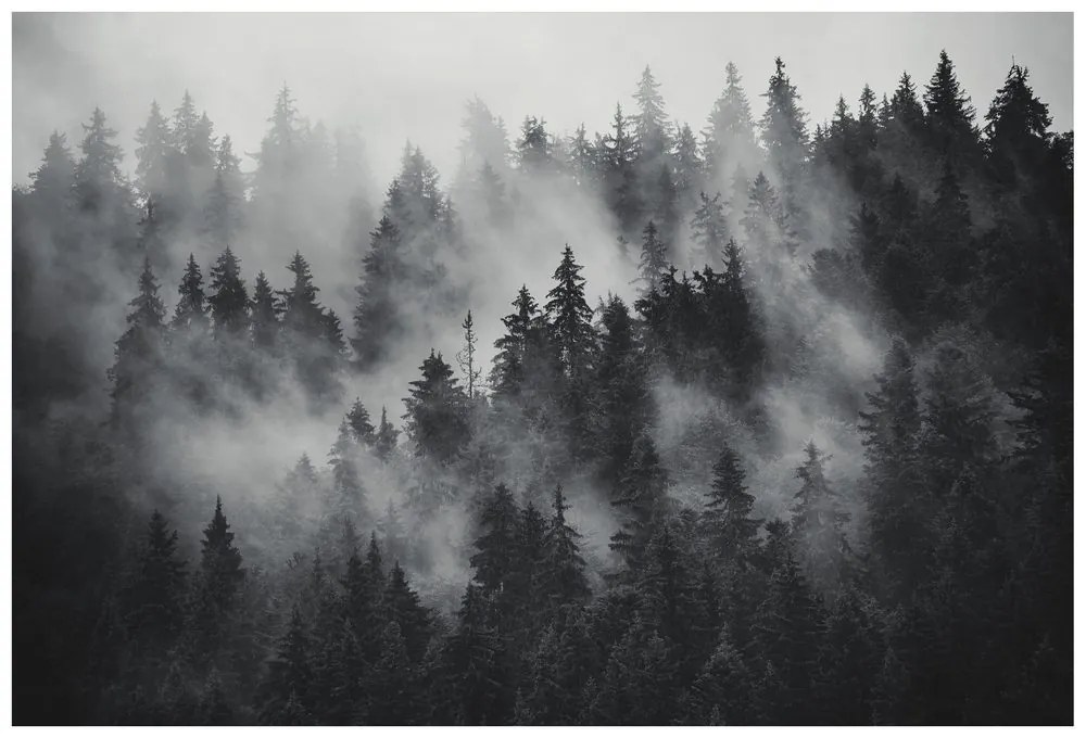 Carta da parati autoadesiva – Foresta nella nebbia in bianco e nero