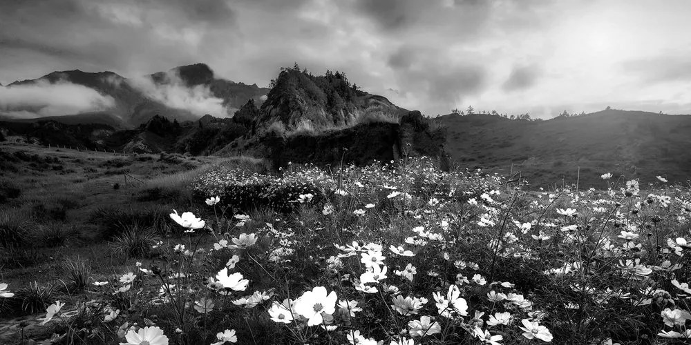 Stampa su tela – Prato di fiori in fiore in bianco e nero