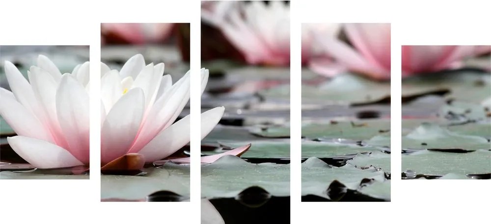 Quadri 5 pezzi – Fiore di loto