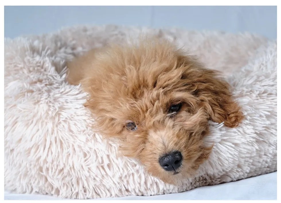 Letto per cani crema ø 55 cm - Love Story