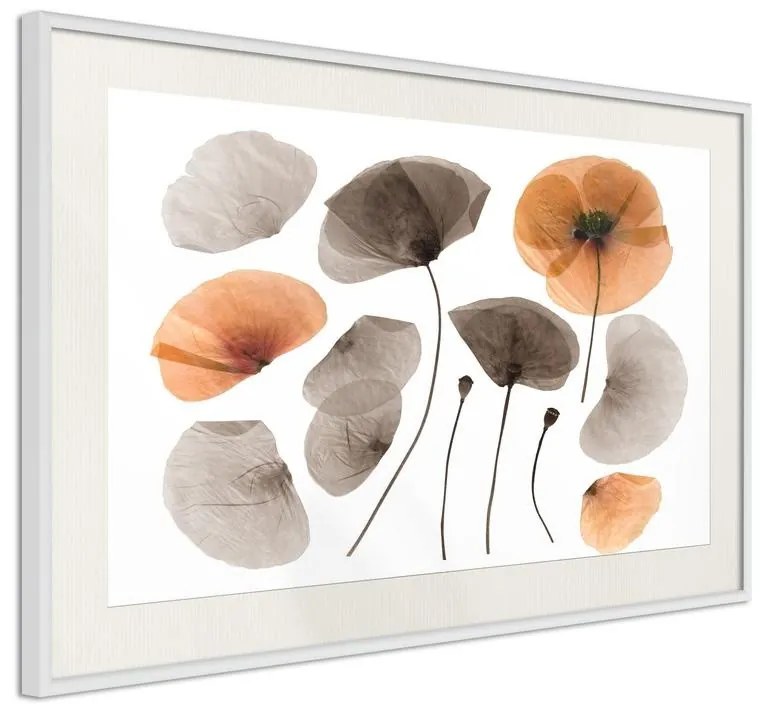 Poster  Dried Poppies  Cornice Quadri Cornice nera con pass-partout, Larghezza x Altezza Home decor 30x20