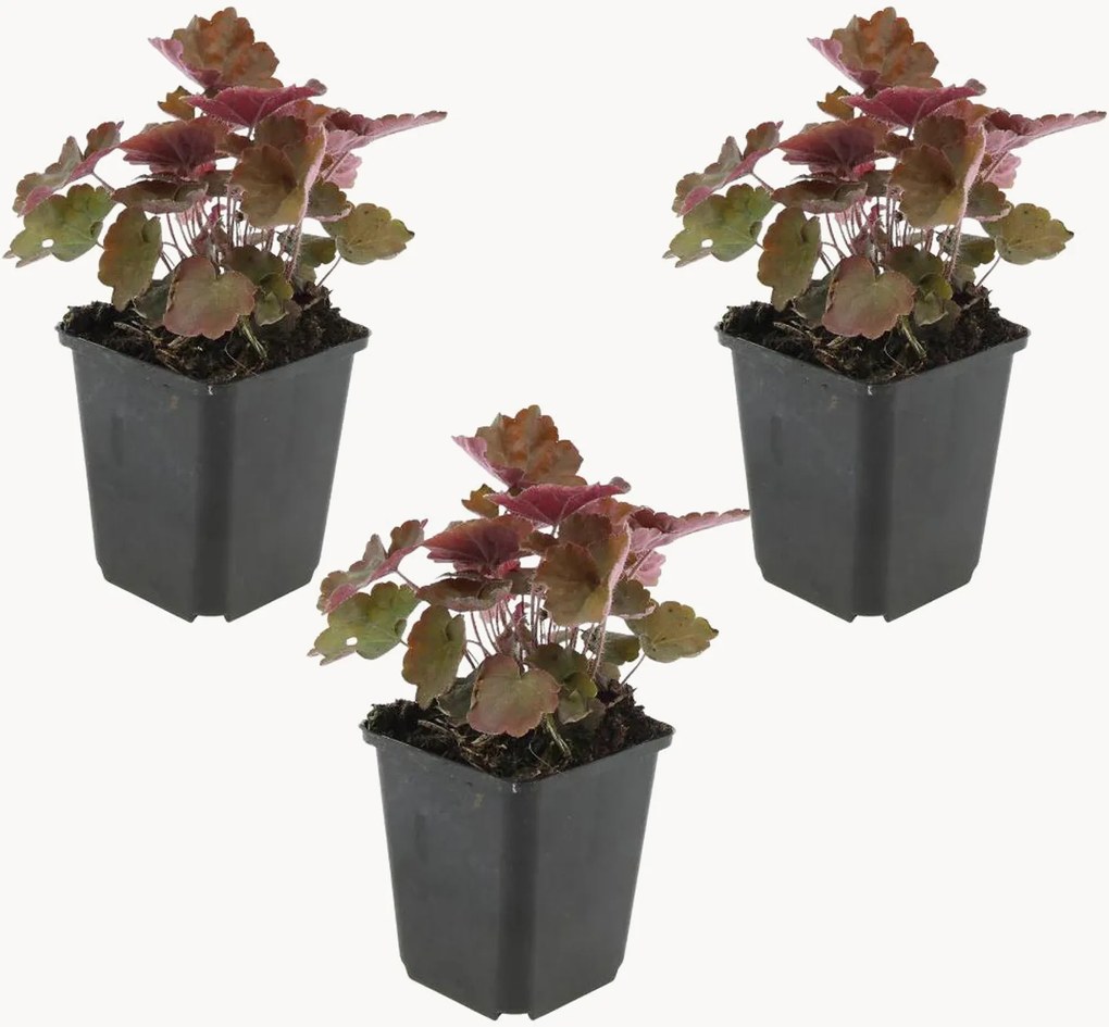 Set di 3 piante vere Coral Bells Heuchera micrantha Palace Purple