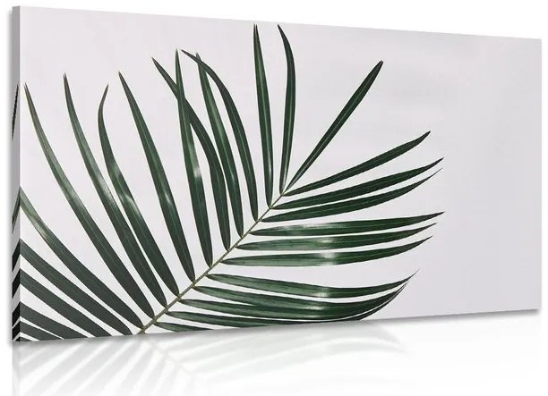 Quadro su tela – Splendido foglia di palma