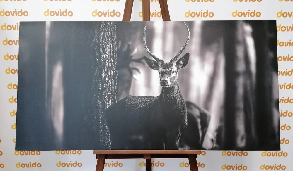 Stampa su tela – Cervo nel bosco in bianco e nero