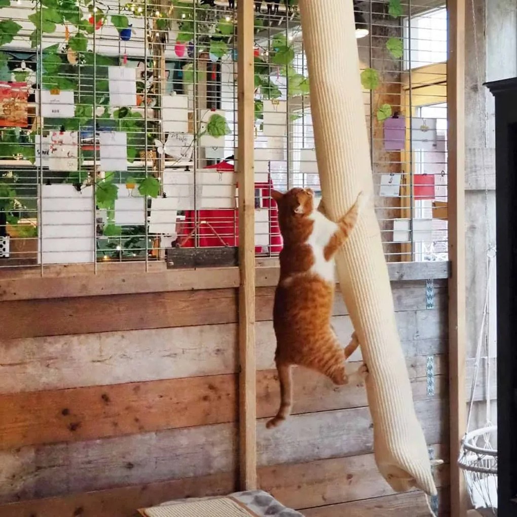 Sacco Da Arrampicata Gatti Sisal 180 Cm /