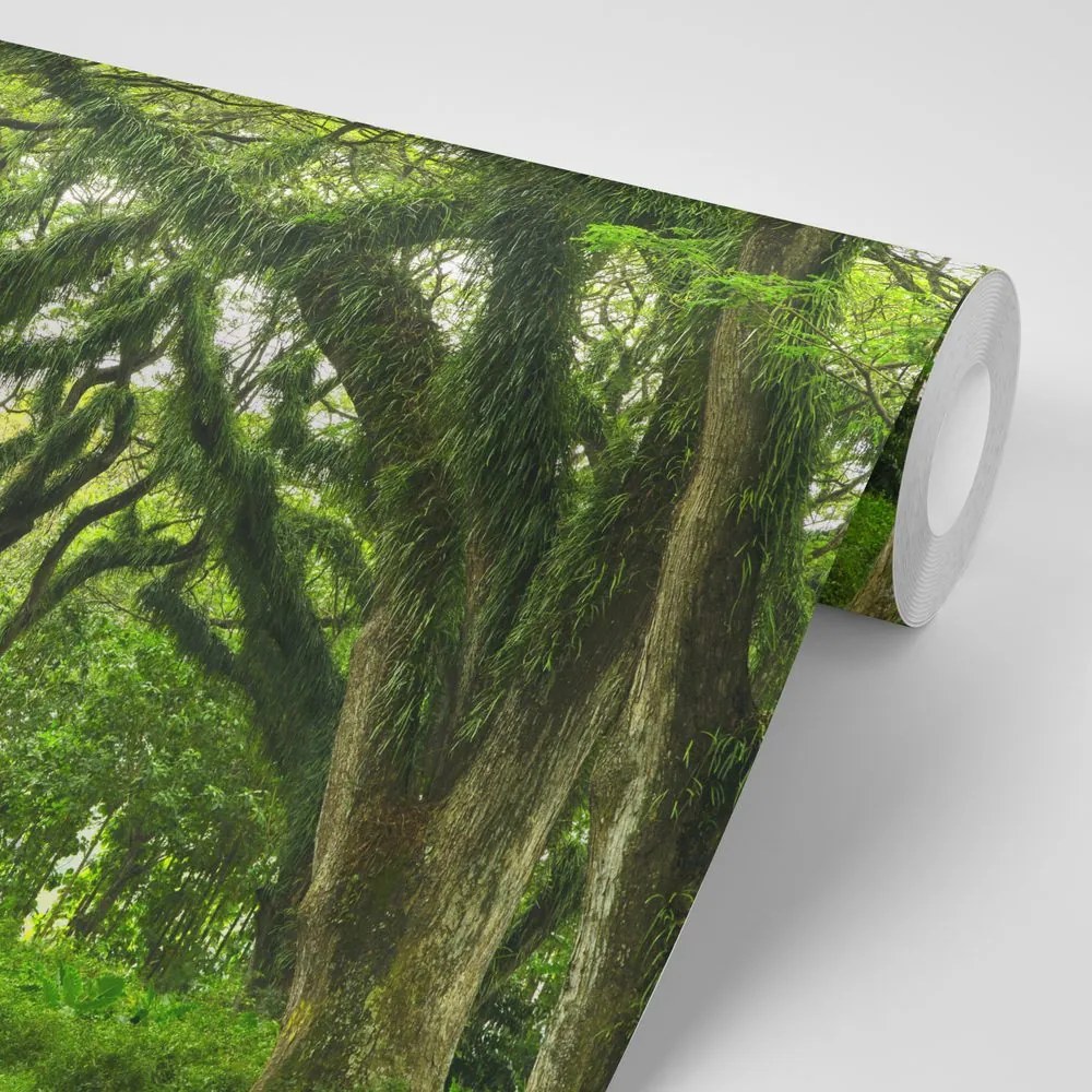 Carta da parati autoadesiva – Sentiero avvolto dagli alberi