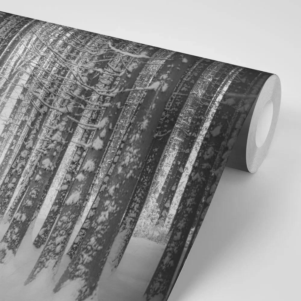 Carta da parati autoadesiva – Foresta in bianco e nero coperta di neve