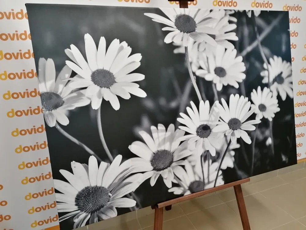 Stampa su tela – Margherite in giardino in bianco e nero
