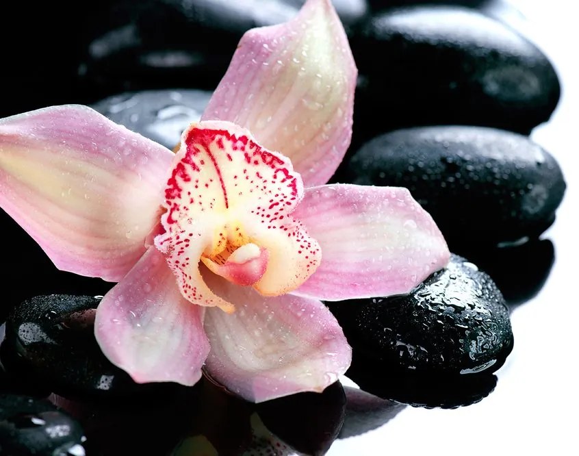 Carta da parati – Orchidea esotica