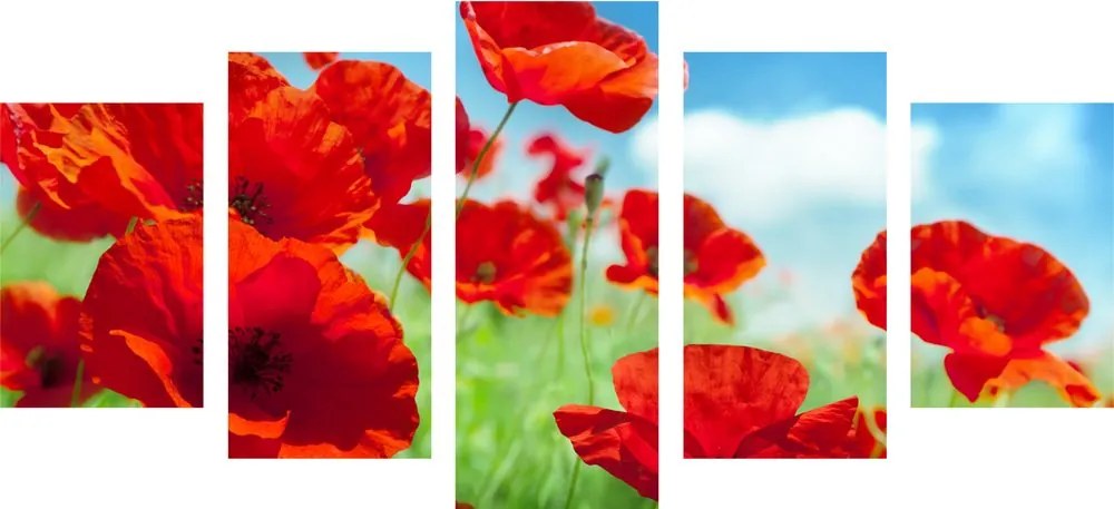 Quadri 5 pezzi – Fiori di papavero nel prato