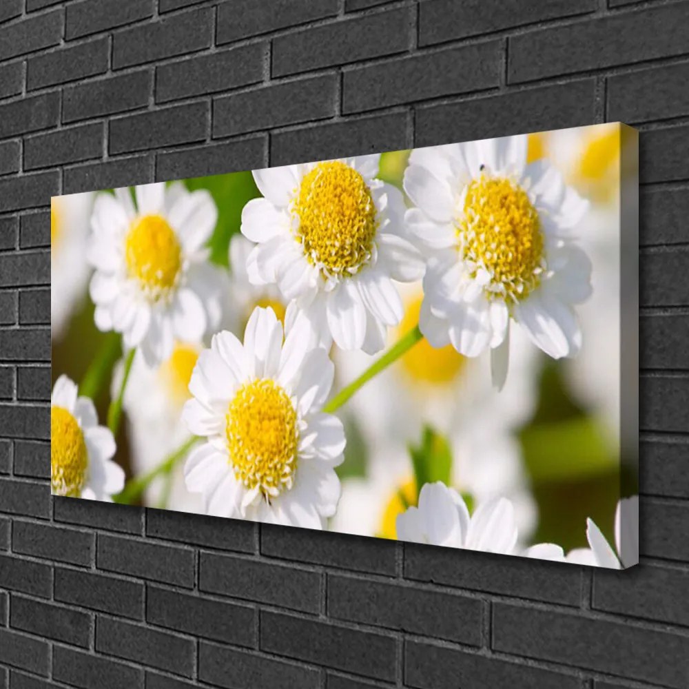 Quadro su tela Fiori della margherita della natura 100x50 cm