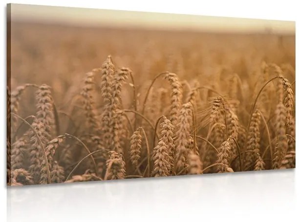Stampa su tela – Campo di grano