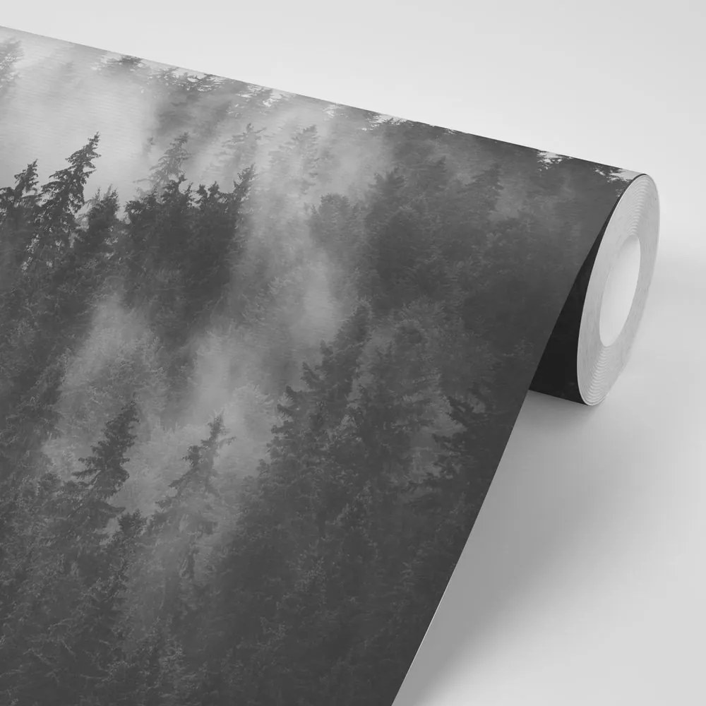 Carta da parati autoadesiva – Foresta nella nebbia in bianco e nero
