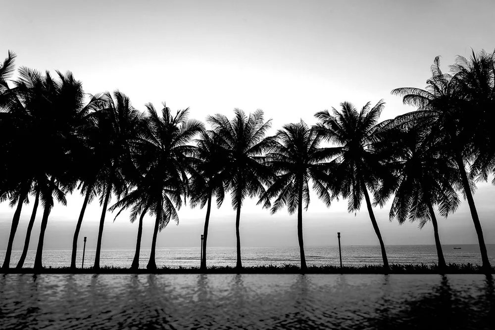Carta da parati autoadesiva – Tramonto sulle palme in bianco e nero