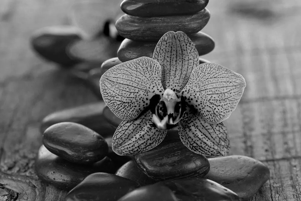 Stampa su tela – Orchidea e pietre Zen in bianco e nero