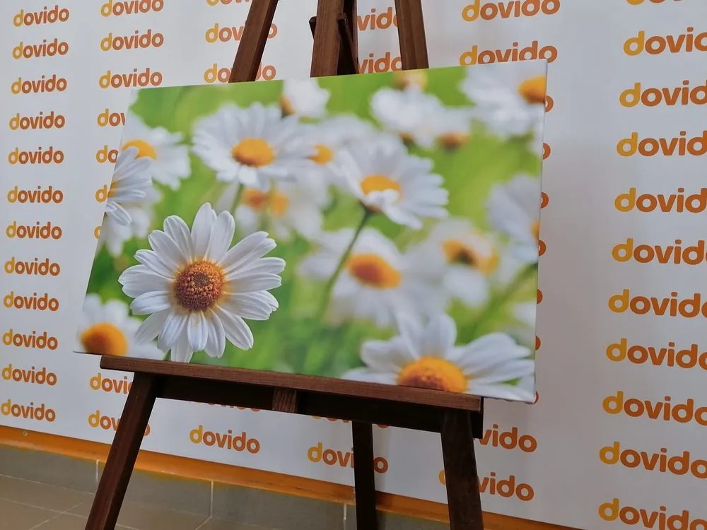 Stampa su tela – Prato primaverile pieno di fiori