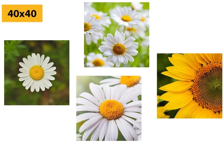 Set di quadri – Fiori di campo