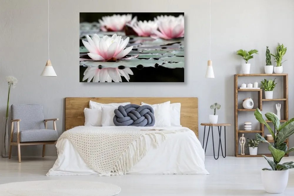 Quadro su tela – Fiore di loto