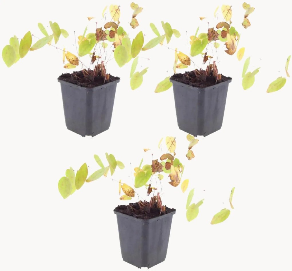 Set di 3 piante vere Barrenwort Epimedium × youngianum Niveum