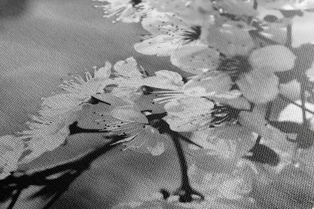 Stampa su tela – Fiore di ciliegio in bianco e nero