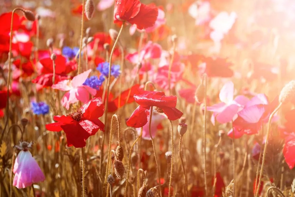 Stampa su tela – Papavero al sole