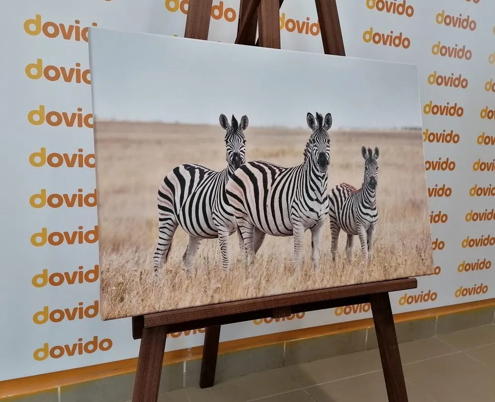 Stampa su tela – Tre zebre nella savana