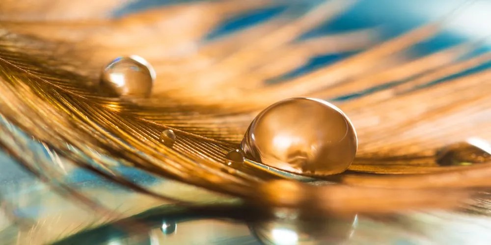 Quadro su tela – Goccia d'acqua su piuma dorata