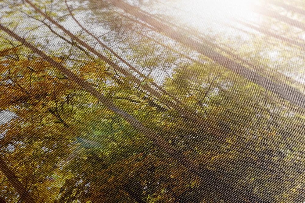 Quadro su tela – Foresta nei colori autunnali