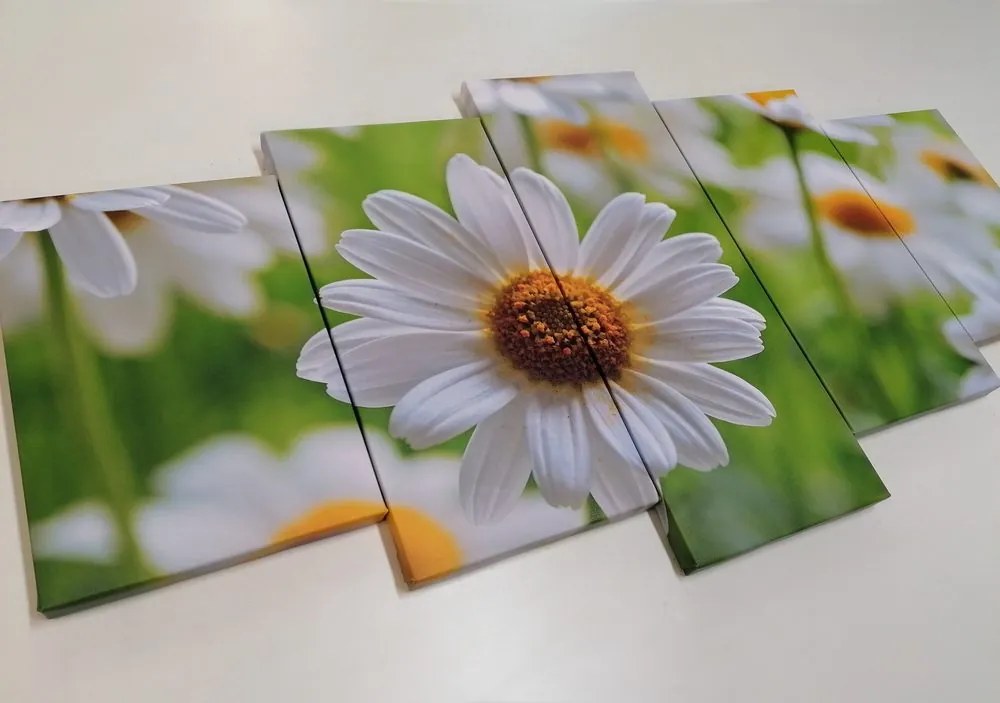 Quadri 5 pezzi – Prato primaverile pieno di fiori