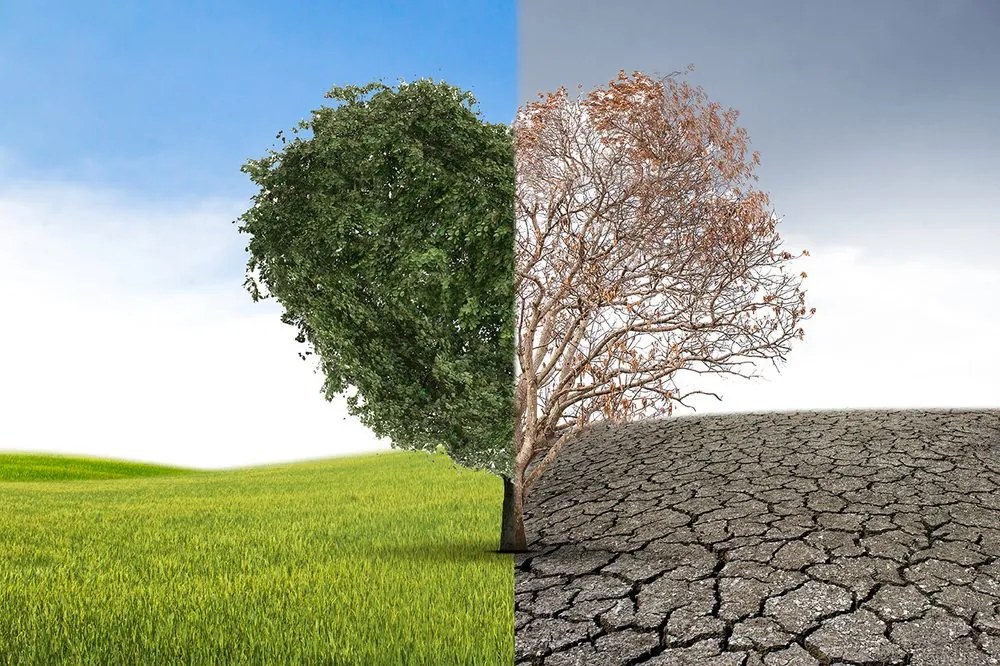 Carta da parati – Albero in due forme