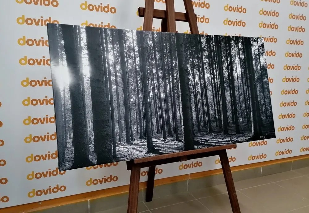Quadro su tela – Mattina nella foresta in bianco e nero