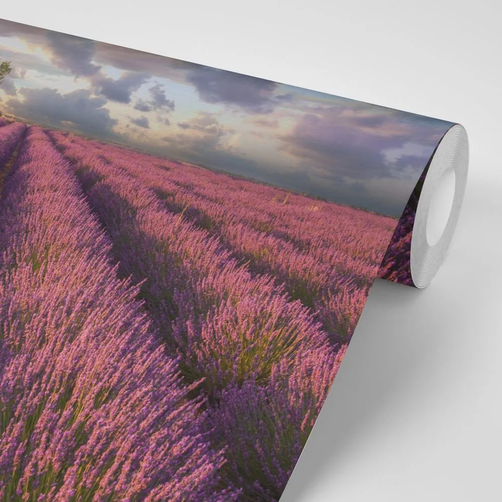 Carta da parati – Terra di campi di lavanda