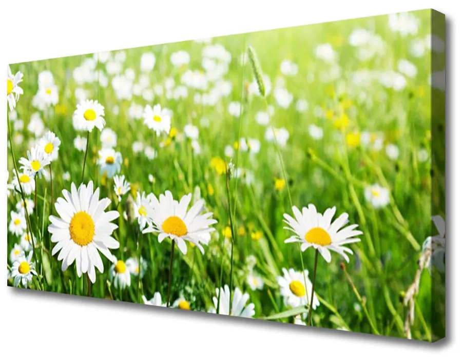 Quadro stampa su tela Pianta di fiori di margherita 100x50 cm