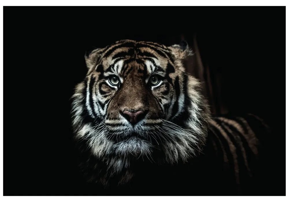 Carta da parati – Tigre