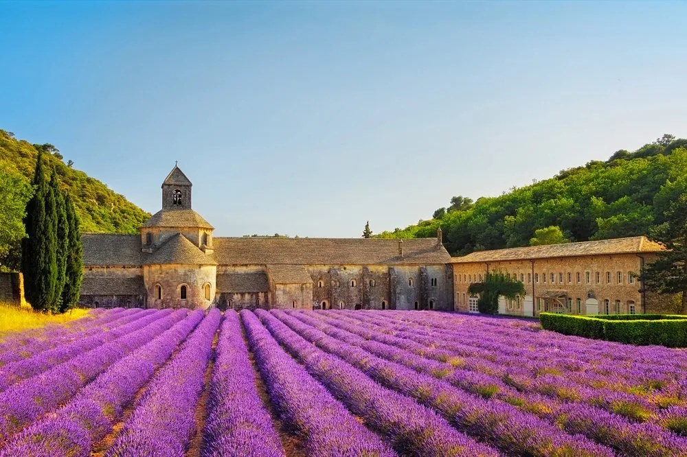 Carta da parati – Provenza con campi di lavanda