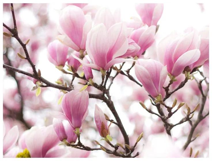 Fotomurale Rami di magnolia in fiore