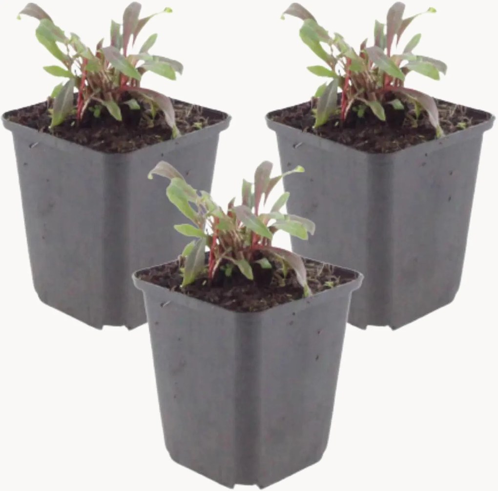 Set di 3 piante vere Beeblossom Gaura lindheimeri Siskiyou Pink